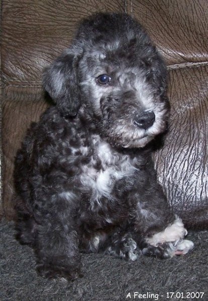 34-Blue 17012007.jpg - ASCII